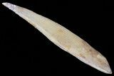 Hybodus Shark Dorsal Spine - Cretaceous #73117-1